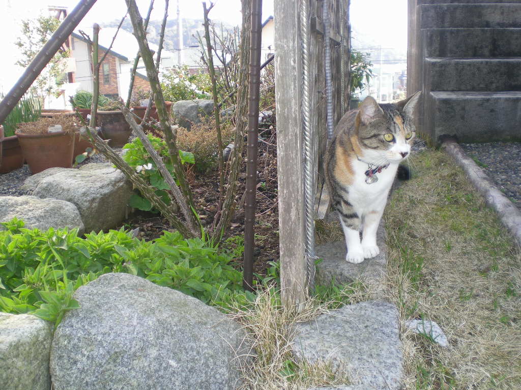 １０１０年２月２４日（水）春が来たかも～！_f0060461_10455453.jpg