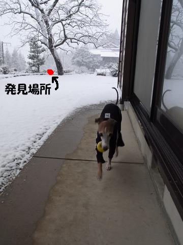 雪解け田舎からオリちゃんへ_f0158862_210219.jpg