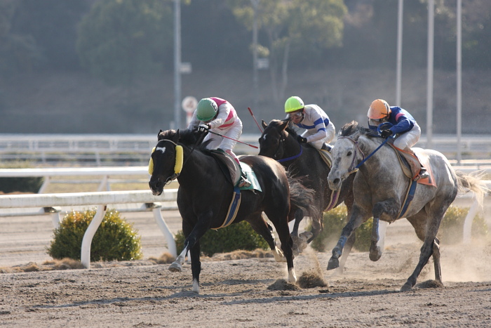 2010年2月20日（土） 高知競馬 1R 四万十街道ひな祭特別 A2_a0077663_13255222.jpg