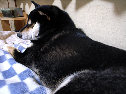 柴犬さんのツボ 的横顔 黒柴 Kotarou わん ダフル 柴犬さんのツボ 的横顔 黒柴 Kotarou わん ダフル
