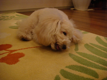 2010.2.24 これ、いい!!_a0083571_2221119.jpg