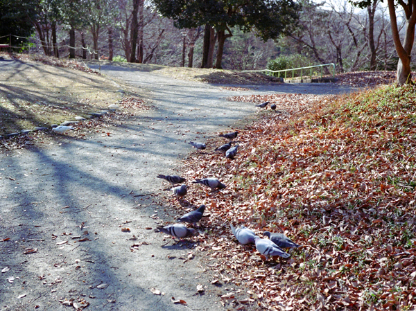 ついばむ鳩_c0182775_2229247.jpg