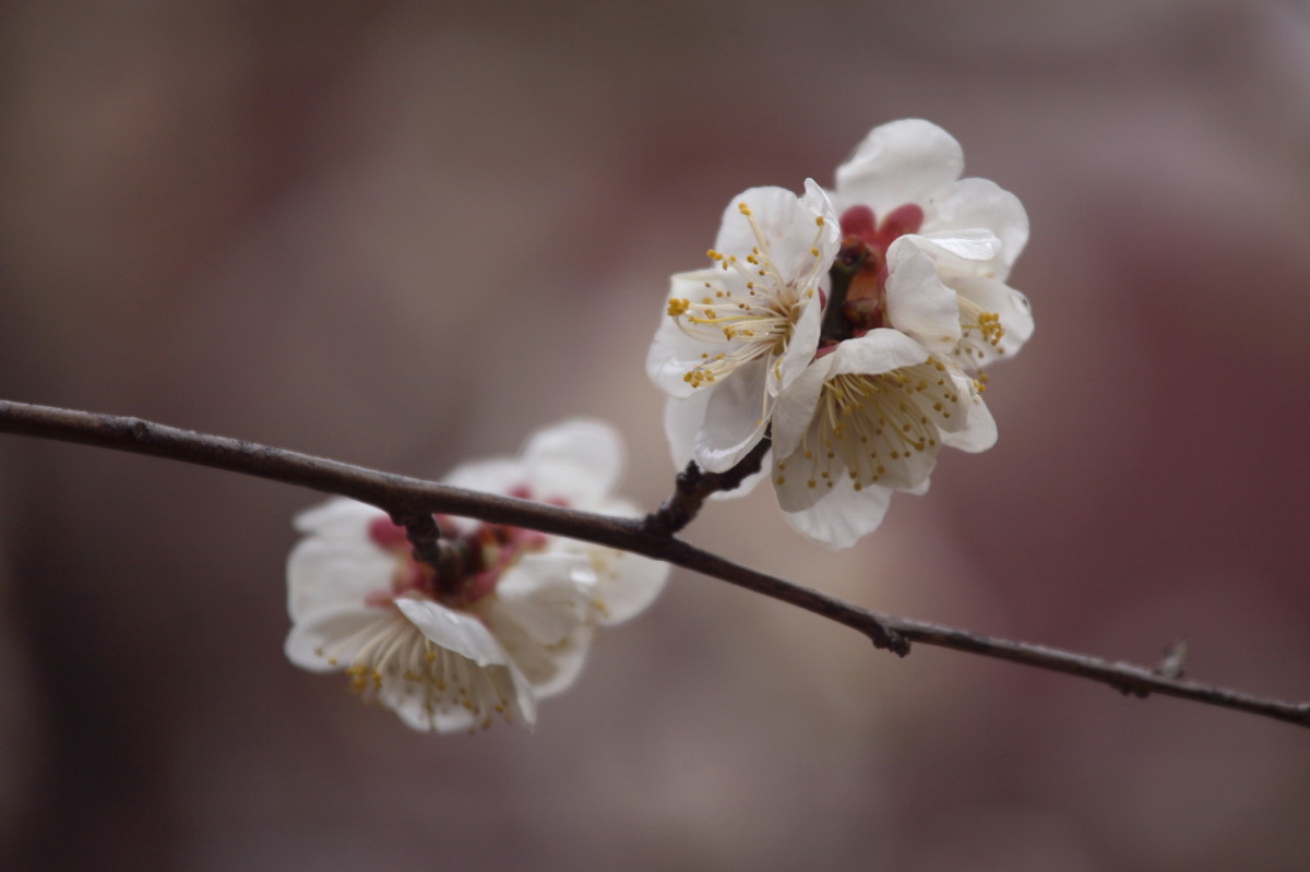 梅の花　　３_b0044477_16321772.jpg