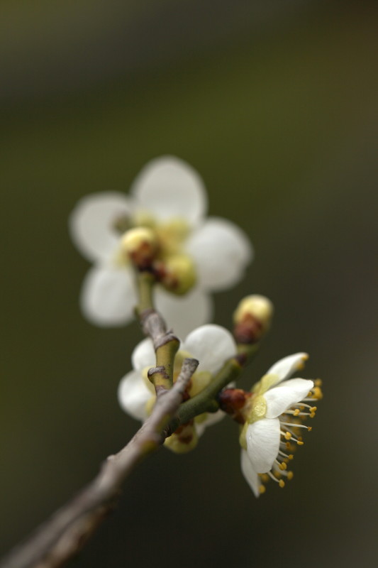 梅の花　　３_b0044477_1634455.jpg