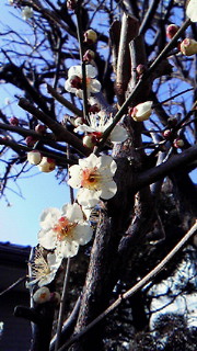 b0171577_1431173.jpg
