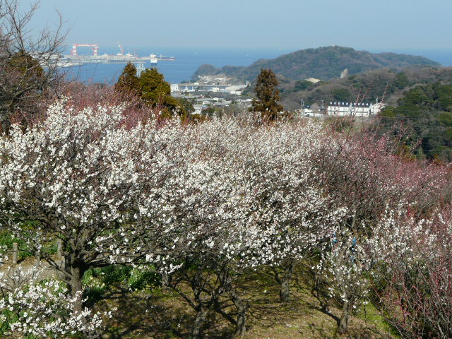 田浦梅の里_e0145782_10513017.jpg