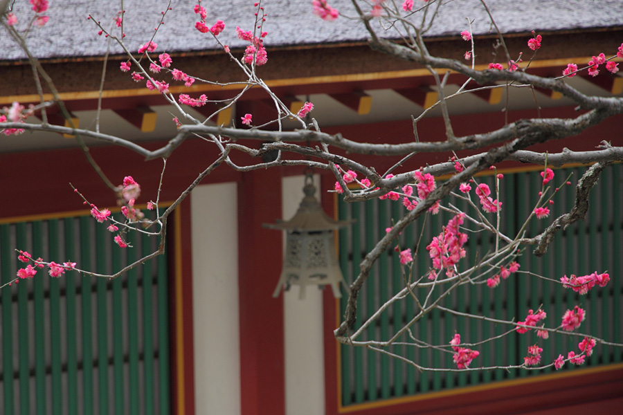 10.02.12： 梅を求めて舞鶴公園から太宰府まで４_c0007190_1946412.jpg