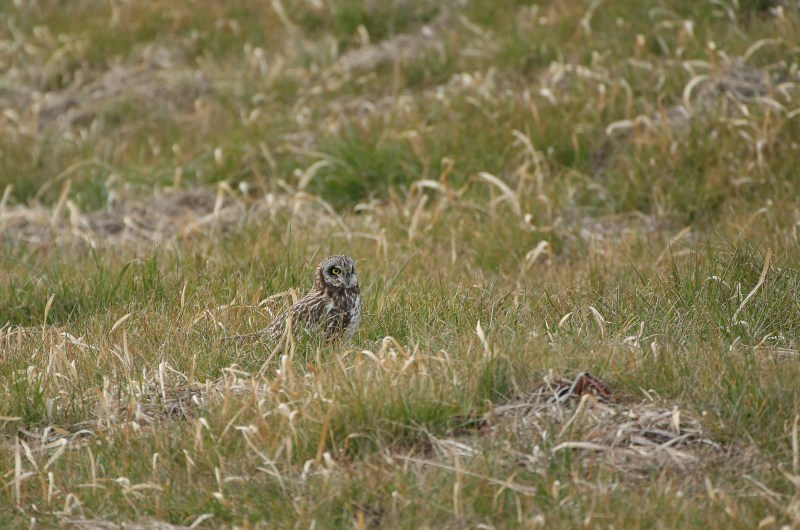 コミミズクの狩り_f0117296_12195377.jpg