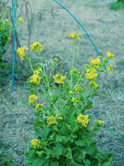 100225.....菜の花_c0123900_1250498.jpg