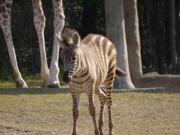 天王寺動物園の思い出シリーズ 3 アフリカサバンナ草食動物ゾーン Bonsoir 天王寺動物園の思い出シリーズ 3 アフリカサバンナ草食動物ゾーン Bonsoir