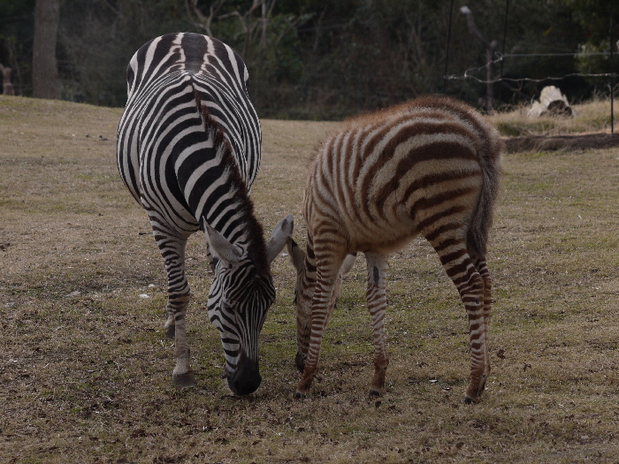 天王寺動物園の思い出シリーズ ３ アフリカサバンナ草食動物ゾーン Bonsoir