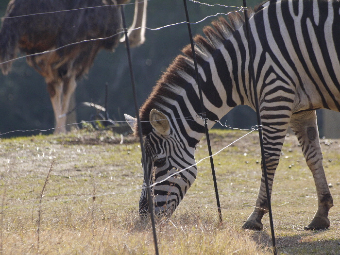 天王寺動物園の思い出シリーズ ３ アフリカサバンナ草食動物ゾーン Bonsoir