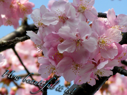 河津桜さま☆可憐なピンクカラーに感動！_c0011204_1822965.jpg