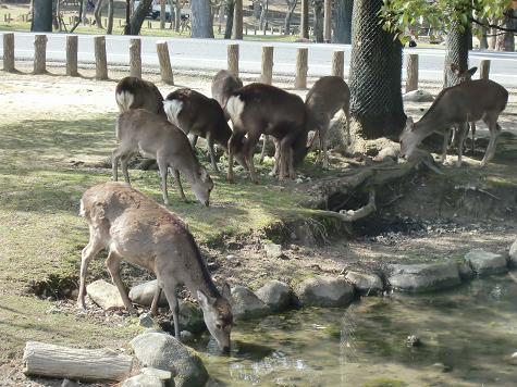 お散歩・・・飛火野編_a0122205_21234430.jpg