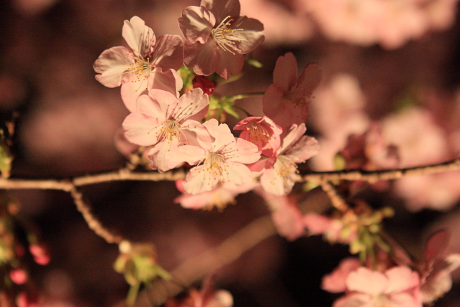 おぼろ月夜の 夜桜お七～ ♪_f0126505_23582034.jpg