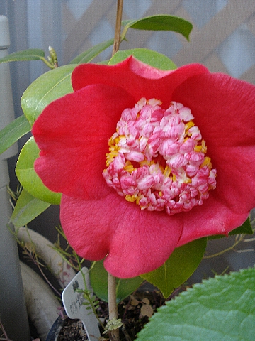 e0096811_2157650.jpg