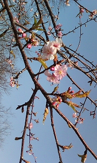 もう桜が！_b0047738_95351100.jpg