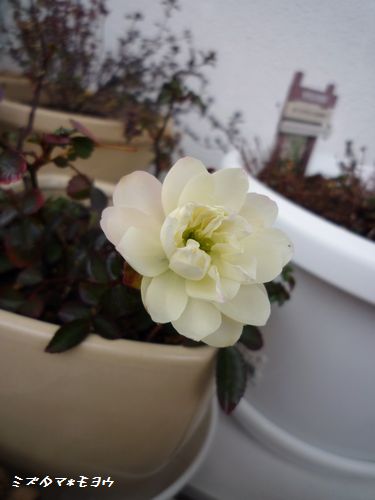 c0193639_1015291.jpg