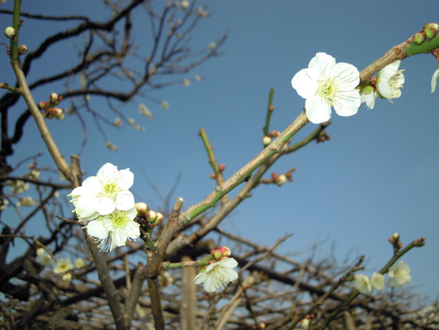 お花見＆グルメのお話_e0067640_1718539.jpg