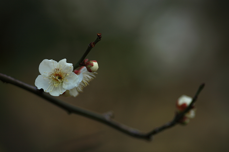 清澄に咲く花_f0143945_2222105.jpg