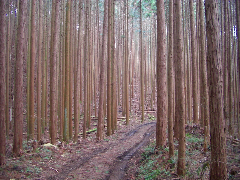 大峰前衛の山、櫃ヶ岳・栃ヶ山と津越の福寿草_a0122149_22343772.jpg