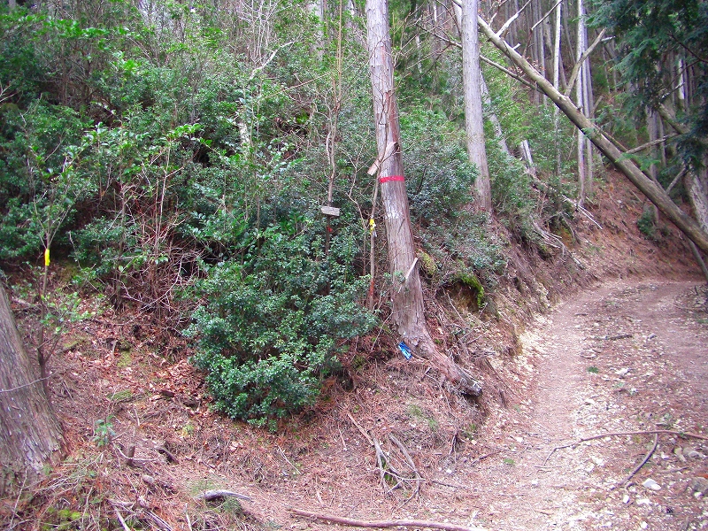 大峰前衛の山、櫃ヶ岳・栃ヶ山と津越の福寿草_a0122149_22364054.jpg