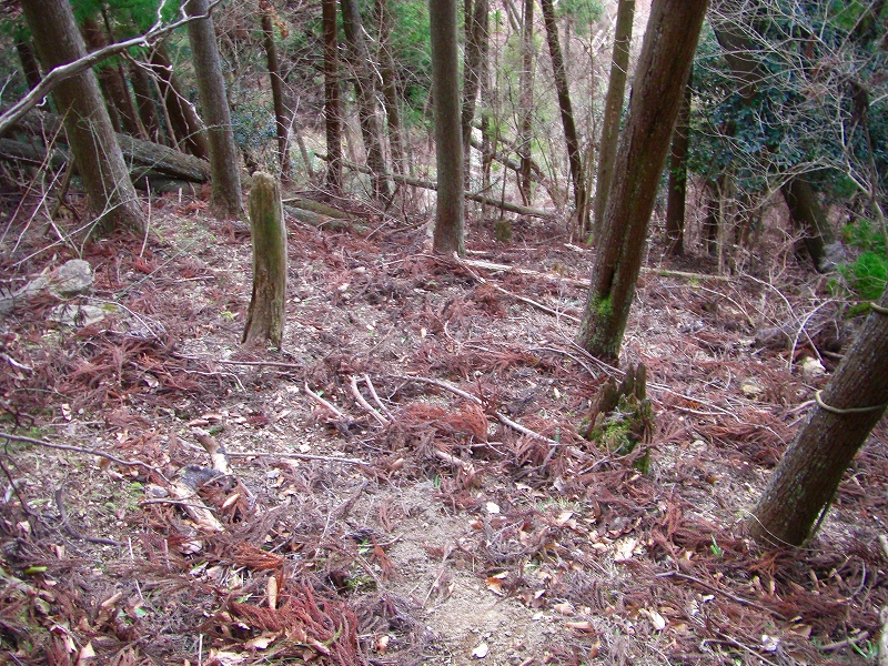 大峰前衛の山、櫃ヶ岳・栃ヶ山と津越の福寿草_a0122149_22551376.jpg