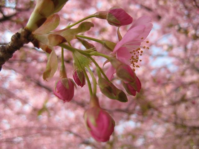 【松田山ハーブガーデンの河津桜】_b0009849_1757614.jpg