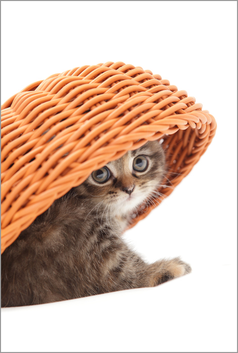 子猫_d0101050_1115016.jpg