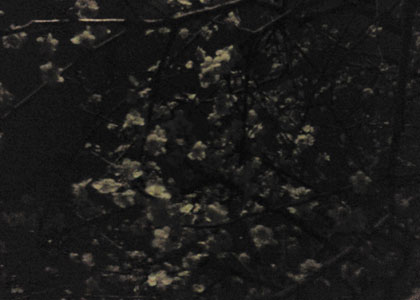 c0039153_22472447.jpg