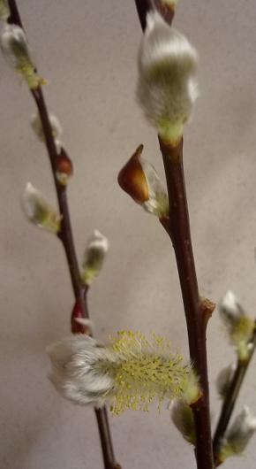赤芽柳 殻を破って 健気に育つ植物たち 赤芽柳 殻を破って 健気に育つ植物たち
