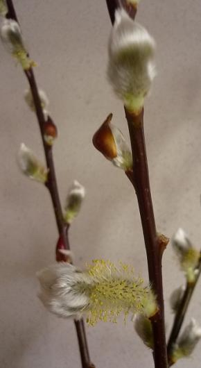 赤芽柳 殻を破って 健気に育つ植物たち