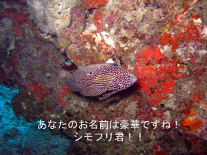 のんびりリゾートに♪ラチャヤイ島_f0144385_1941636.jpg