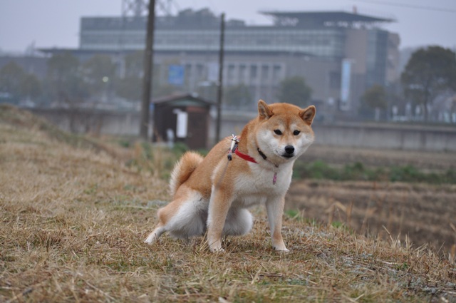 急いで!急いで!_a0126590_23473976.jpg