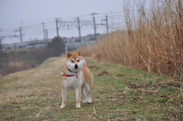 急いで!急いで!_a0126590_23491214.jpg