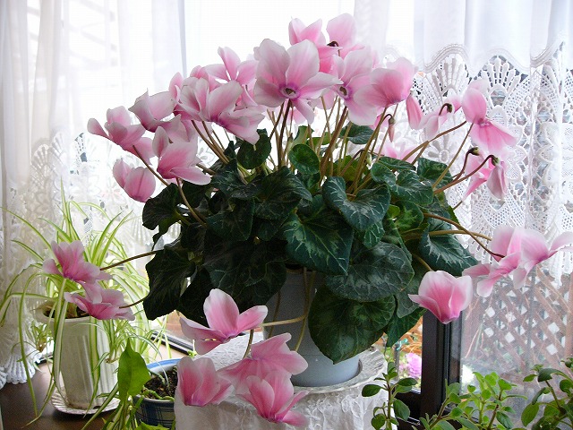 a0123003_1744414.jpg