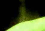 e0103408_12361596.gif