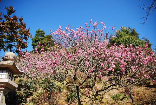 中山寺の蕎麦と梅_f0203612_0414870.jpg