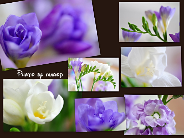ANNA SUI カラーのお花モチーフの巾着完成♪♪_e0160417_11582385.jpg