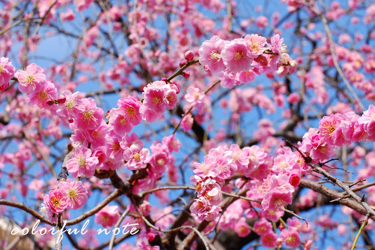 梅の花 2 カラフルノート 梅の花 2 カラフルノート