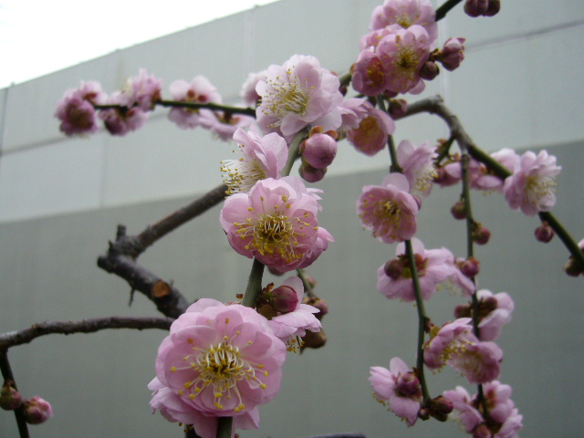 d0000324_14174923.jpg