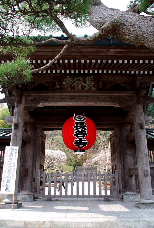 鎌倉 長谷寺 いつかどこかで 鎌倉 長谷寺 いつかどこかで