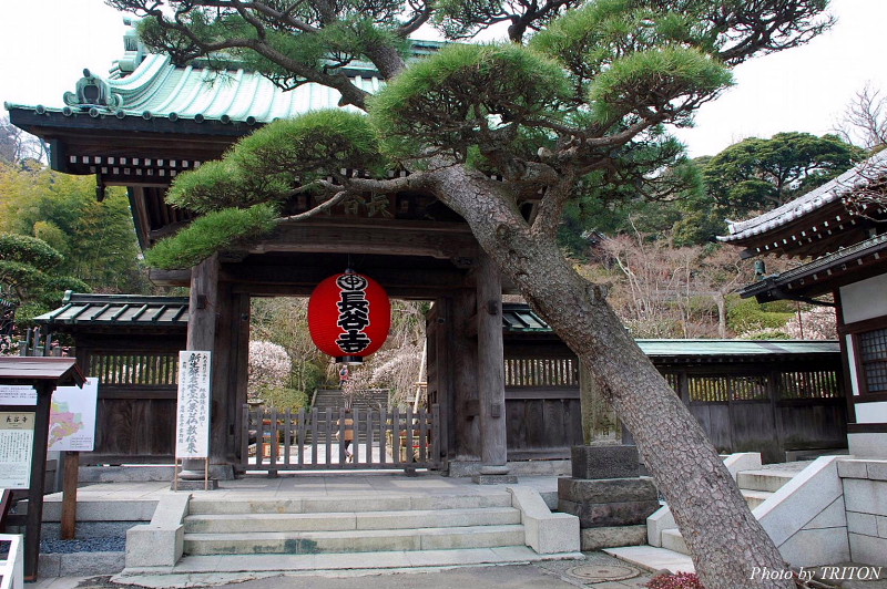 鎌倉 長谷寺 いつかどこかで 鎌倉 長谷寺 いつかどこかで