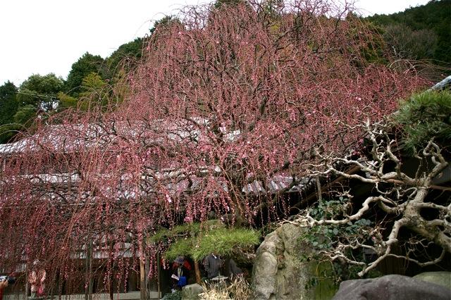 　諭鶴羽山（一等三角点を探す山行）　　2月14日（日）_c0218841_1041039.jpg