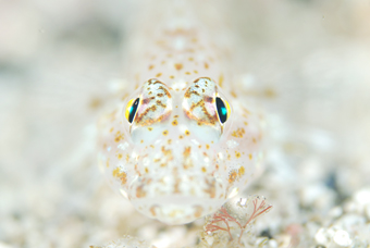 アデヤカミノウミウシ_b0186442_2214587.jpg