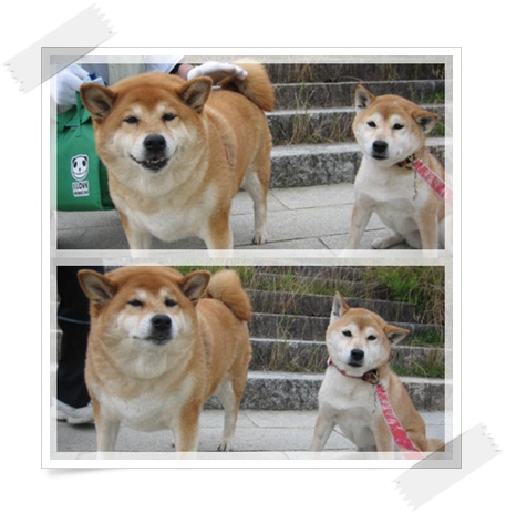 親子と言えどもこの違い_c0049950_1658351.jpg