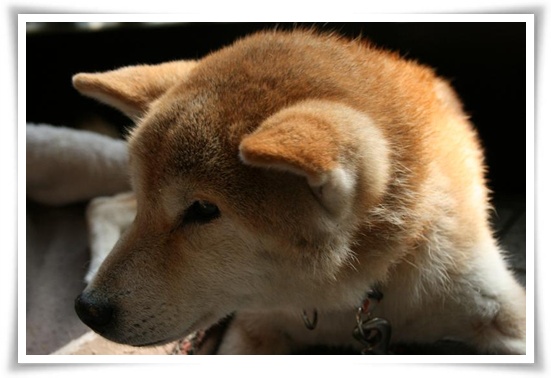 親子と言えどもこの違い_c0049950_2247337.jpg