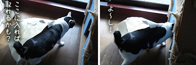 おバカちん再来_e0031853_5102774.jpg