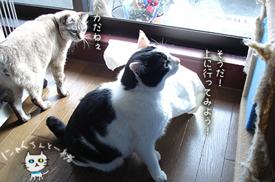 おバカちん再来_e0031853_5112049.jpg