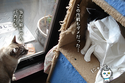 おバカちん再来_e0031853_5122754.jpg